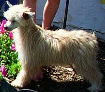 Kamaji Galaxey Defender