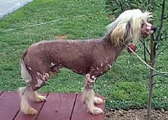 Kamaji's Pony Boy Express