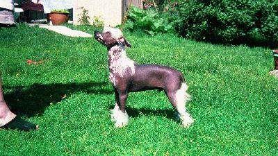 Karest's Just Jokin Around