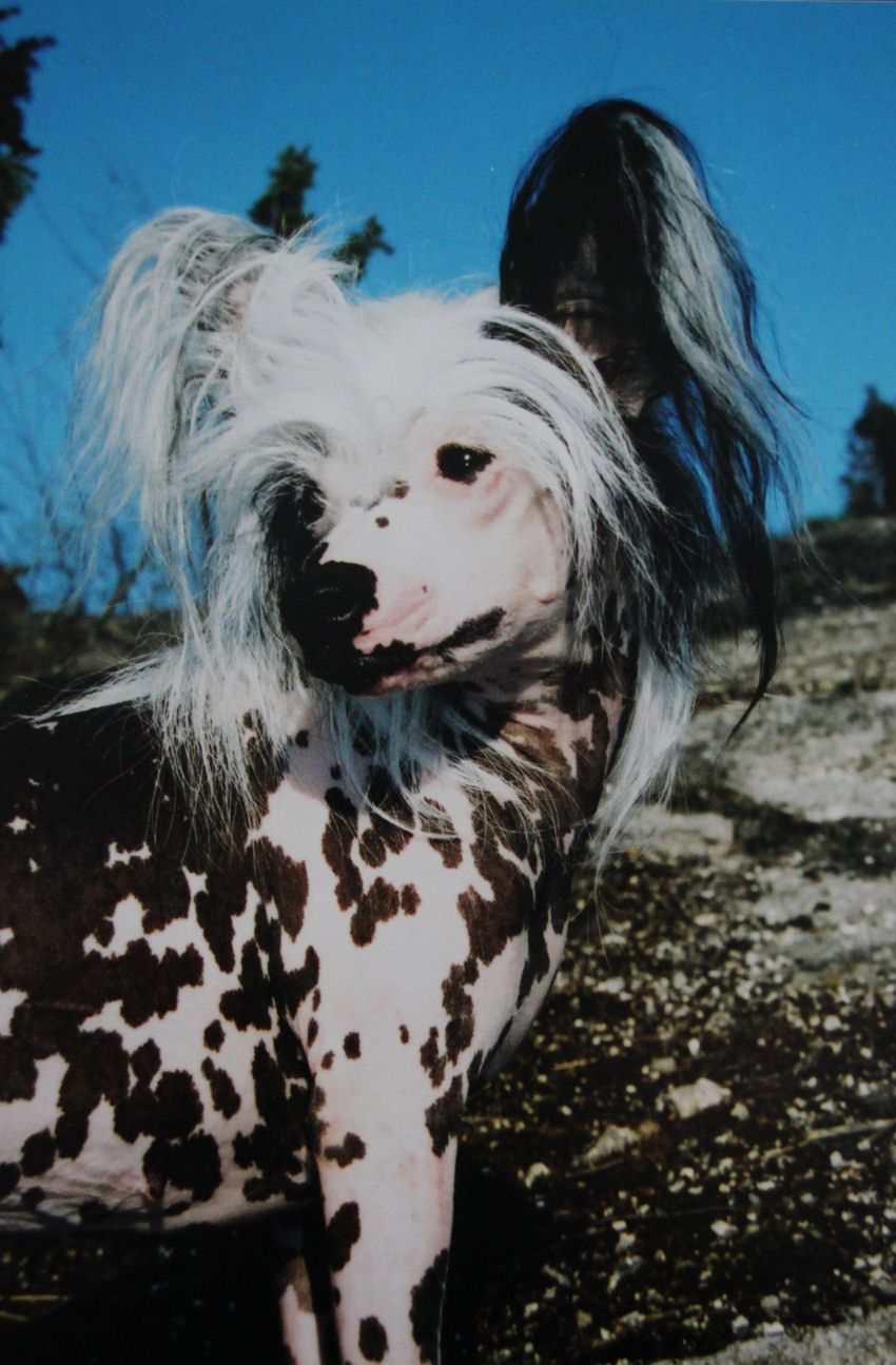 Kashi Affectionately Yours