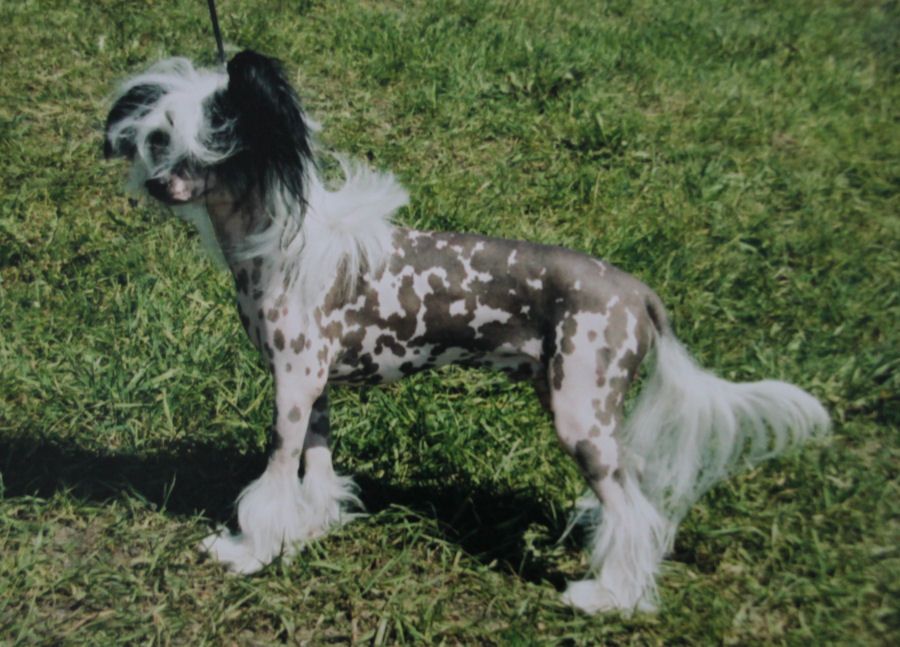 Kashi Blame It On The Bellboy