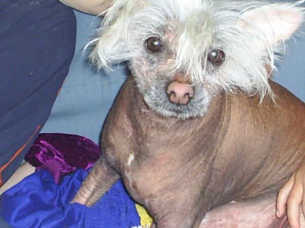 Kedveshazi Farbror Frej