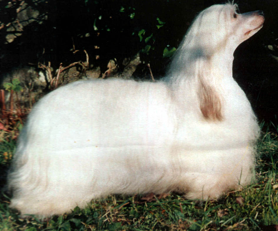 Keshar's Golden Powder Queen