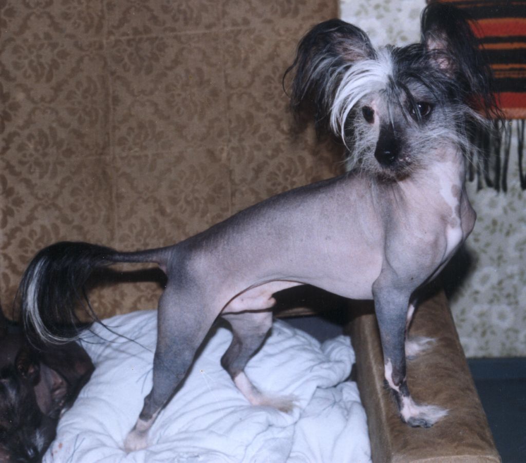 Keshar's Little Black Naked Charmer