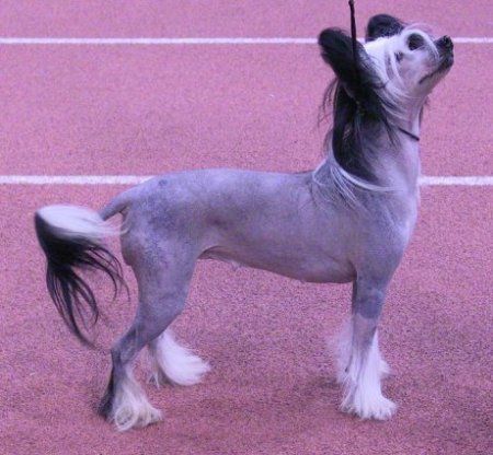 Kiikunkaakun Aerodactyl