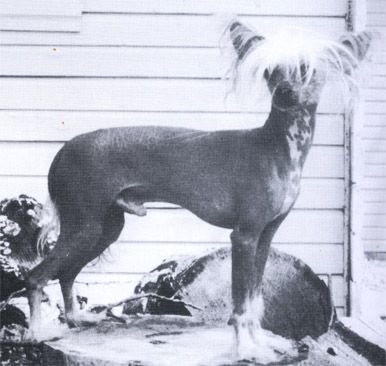 Kojak King of the Blues