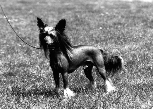 Kojak Korona Of Jhanchi