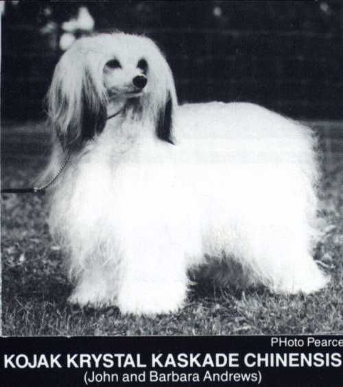 Kojak Krystal Kaskade Chinensis