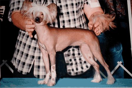 Kotickee Mona Lisa V Hi-Life