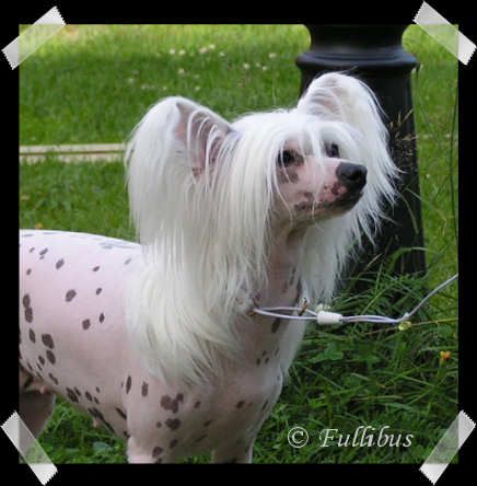 Koynaur's Drops Of Colour