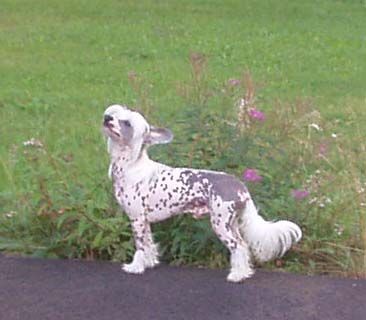 Koynaur's Dudley's Definition