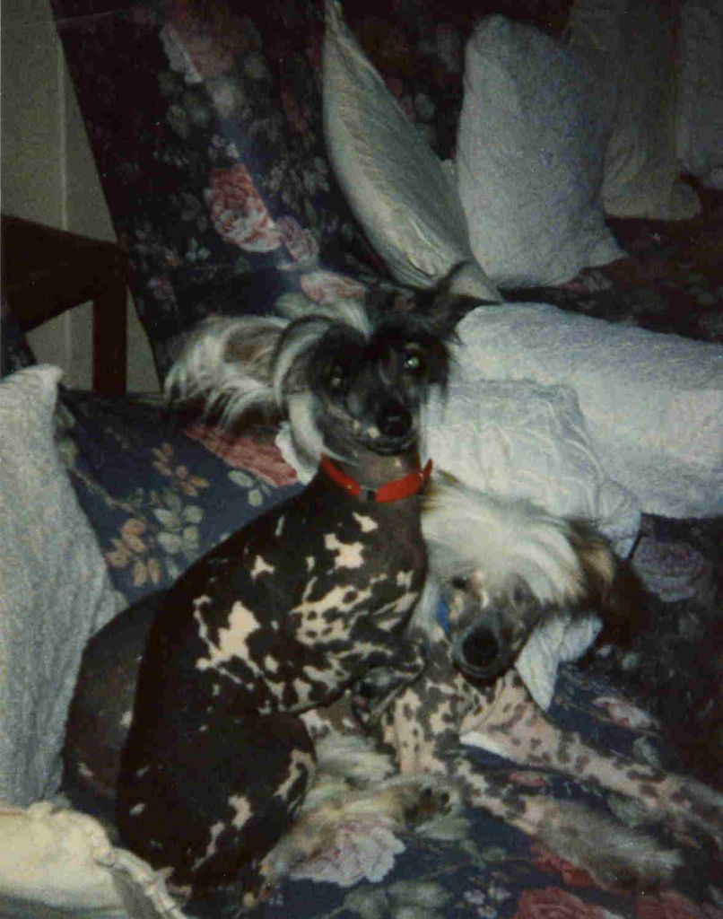 Lacey Lou At Fawncrest