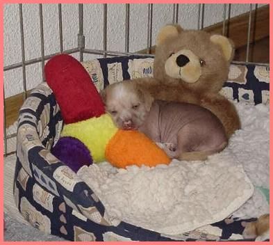 La Donna E Mobile Della Castafiore