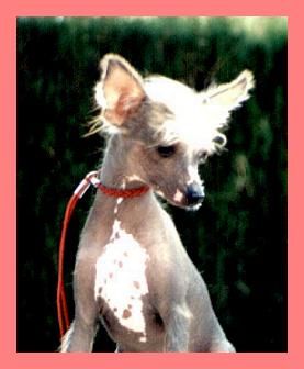 La Traviata Della Castafiore