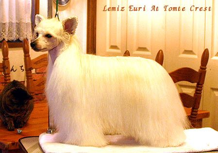 Lemiz Euri At Tomte Crest