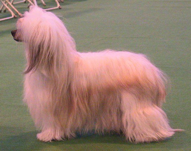 Lemiz Three Wishes At Crestmagic