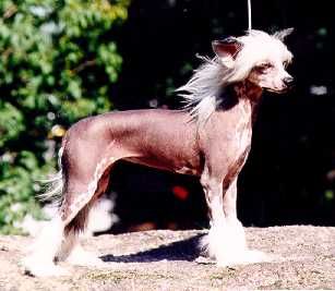 Ligray Peppermint Patti