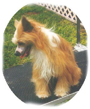 Linfred's Sparkling Topaz