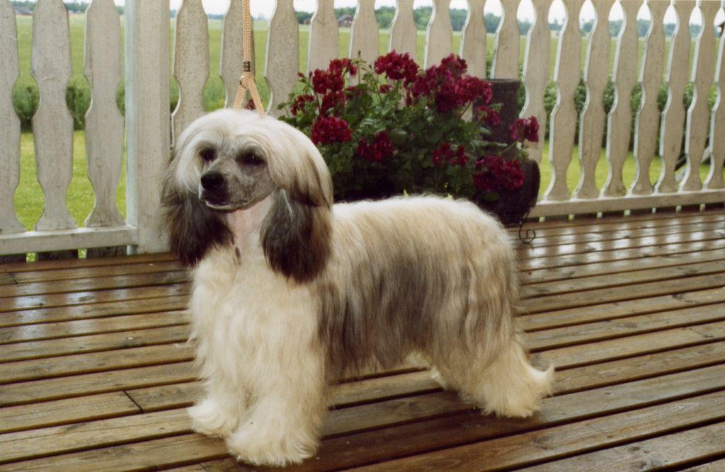 Lionheart Kan-Kan Fandango