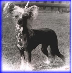 Lionheart Karissima Blue