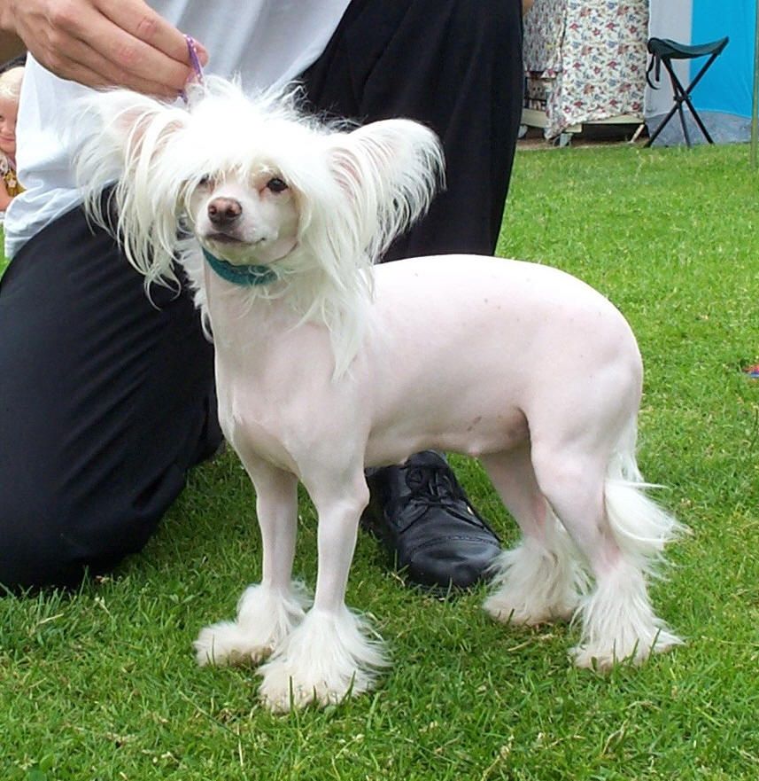 Lionheart Kattens Kitten