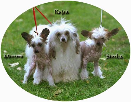 Lionheart Kristmas Krystal