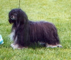 Lohamras Crepe Suzette