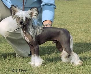 Lohamras Hot Shot Panda Boy