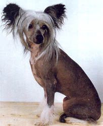 Lollipop Du Domaine de L'Hirondelle