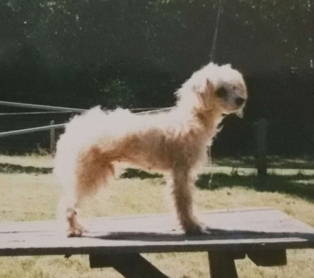 Lou-Ell's Honey Gold