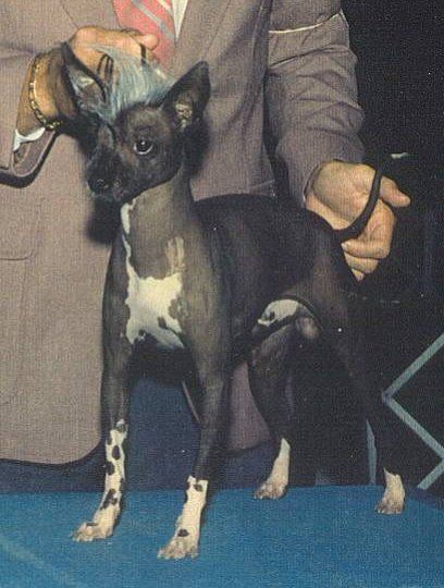 Lou-ell's Lefox Dare To Go Bare, Fds