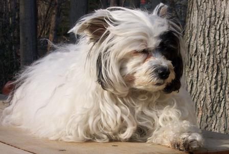 Luvan Sunbeam Of Mistyhill