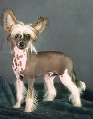 Makara's Dazzlin Digby