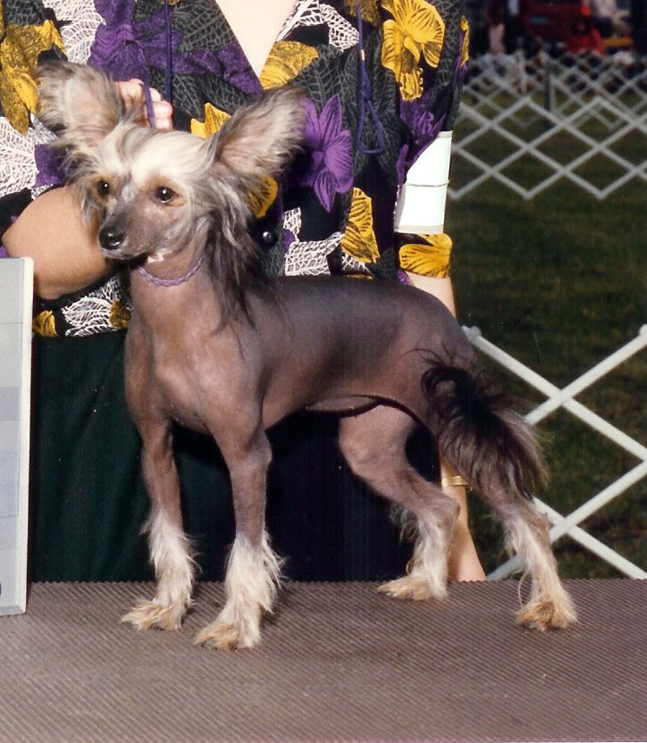 Makara's Ebony Enchantress DOM