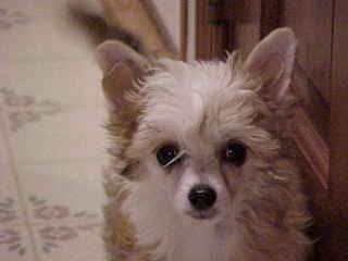 Makara's Party Favor