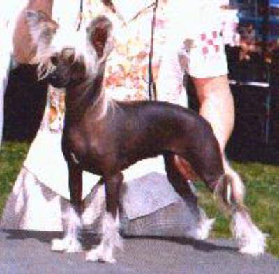 Makara's Tira Misu Of Puffin