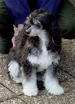 Maldinis Krystal Tiffany