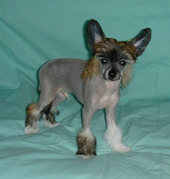 Maldinis Little Lion