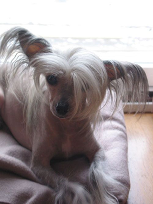 Maldinis Lovely Sunshine