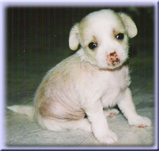 Marachinos Beauty Diamond Of Chao