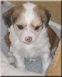 Marachinos Caramelle