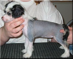 Marachinos Clara Starfighter