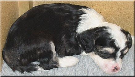 Marachinos Com Hector