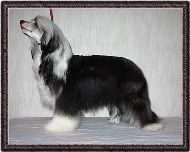 Mini-Crest Lucky Angel