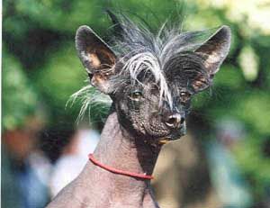 Mocci'z Fröken Smörkulla