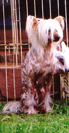 Mohawk Dresta Impress