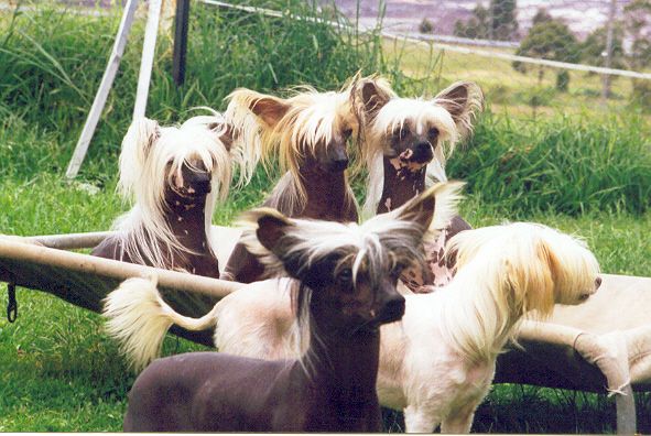 Mohawk Thewelcom Stranga