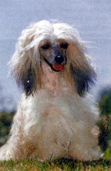 Moi Je de la Plaine du Luzais