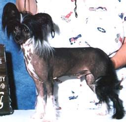 Moonswift Aztec Emperor