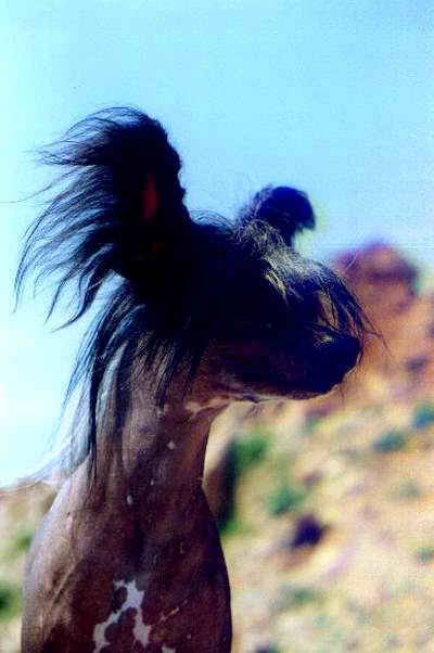 Moonswift Blue Devil